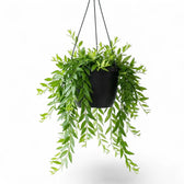 Aeschynanthus 'Japhrolepis' als Hängepflanze im Kulturtopf.