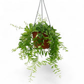 Aeschynanthus 'Japhrolepis' als Hängepflanze im Kulturtopf.