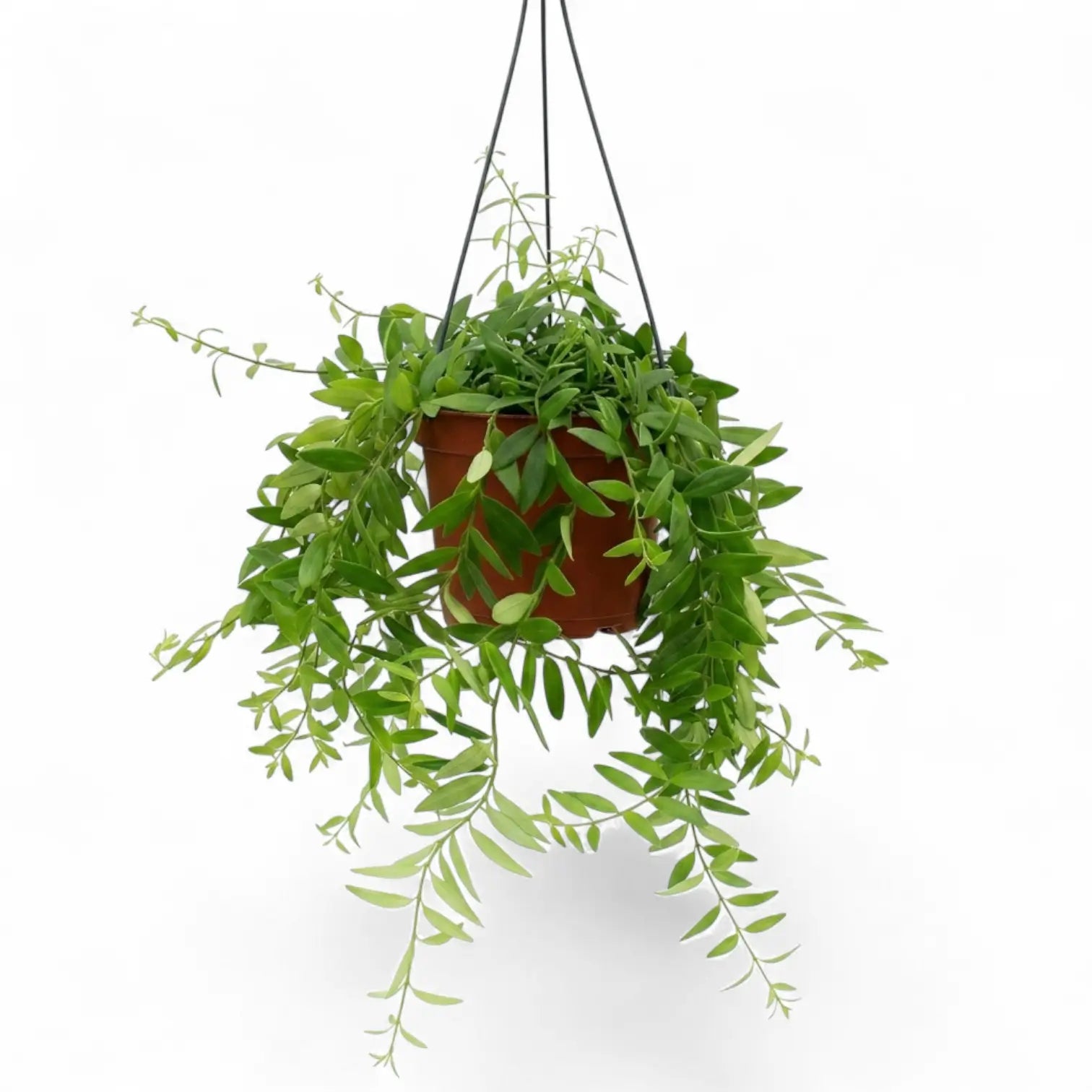 Aeschynanthus 'Japhrolepis' als Hängepflanze im Kulturtopf.