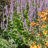 Agastache 'Blue Fortune' detail shot.
