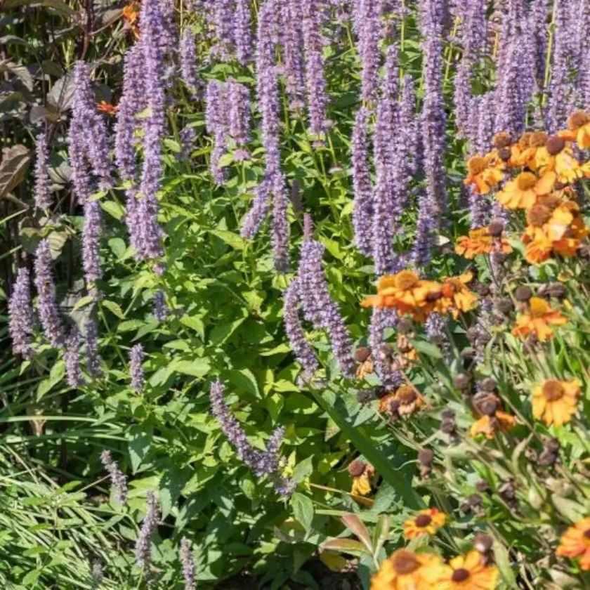 Agastache 'Blue Fortune' – Detailaufnahme.