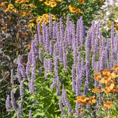 Agastache 'Blue Fortune' plant detail.