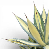 Agave americana Mediopicta Alba - close up of of creamy variegated rosette on a white backroud.