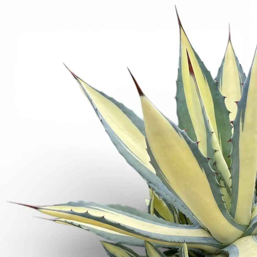 Agave americana Mediopicta Alba – Nahaufnahme einer cremefarben panaschierten Rosette vor weißem Hintergrund