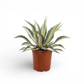 Agave americana Mediopicta Alba - potted plant on a white background.