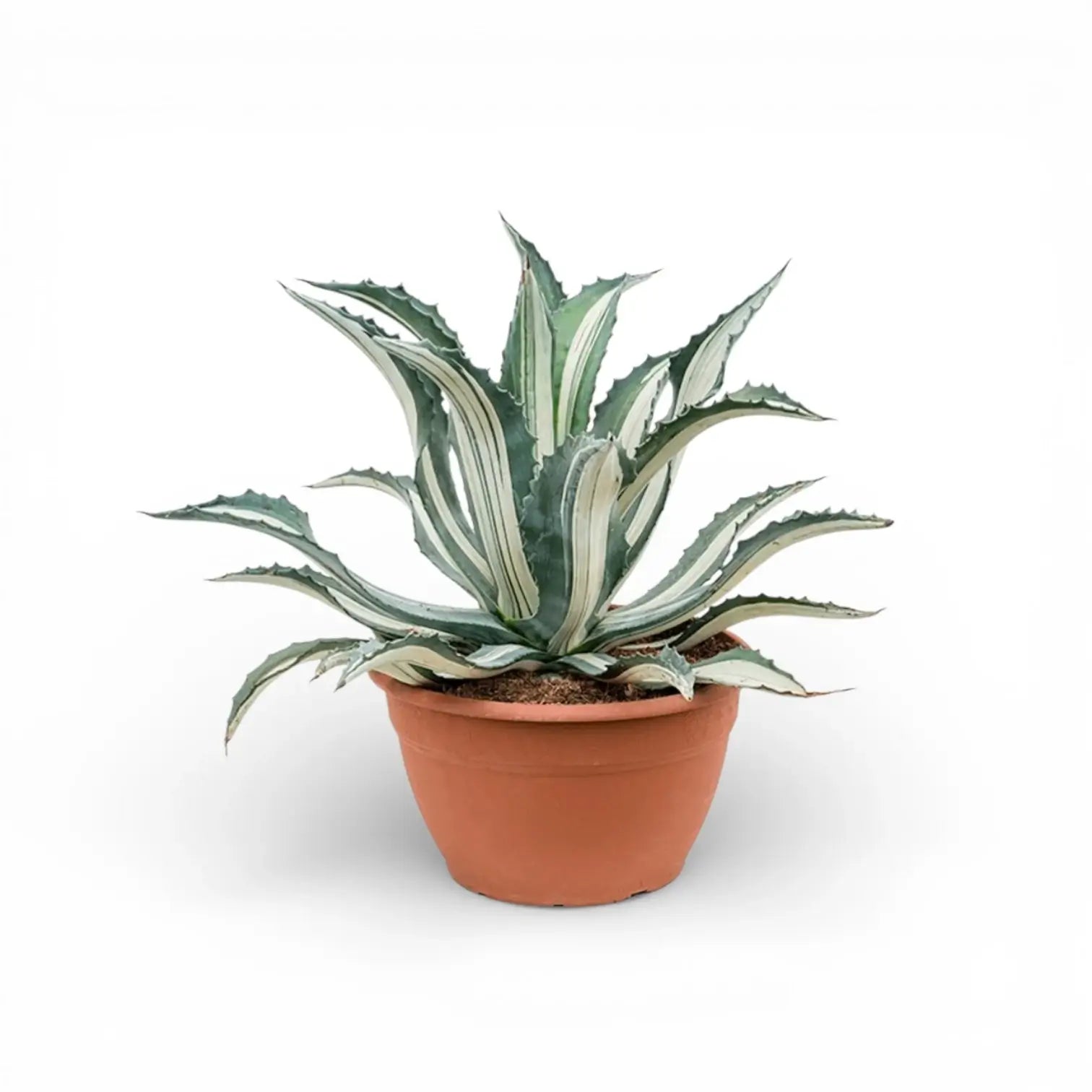 Agave americana Mediopicta Alba - potted plant on a white background.
