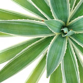 Agave angustifolia var. marginata leaf detail on white background.