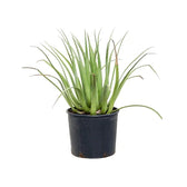 Agave bracteosa potted plant in nursery pot on white background.