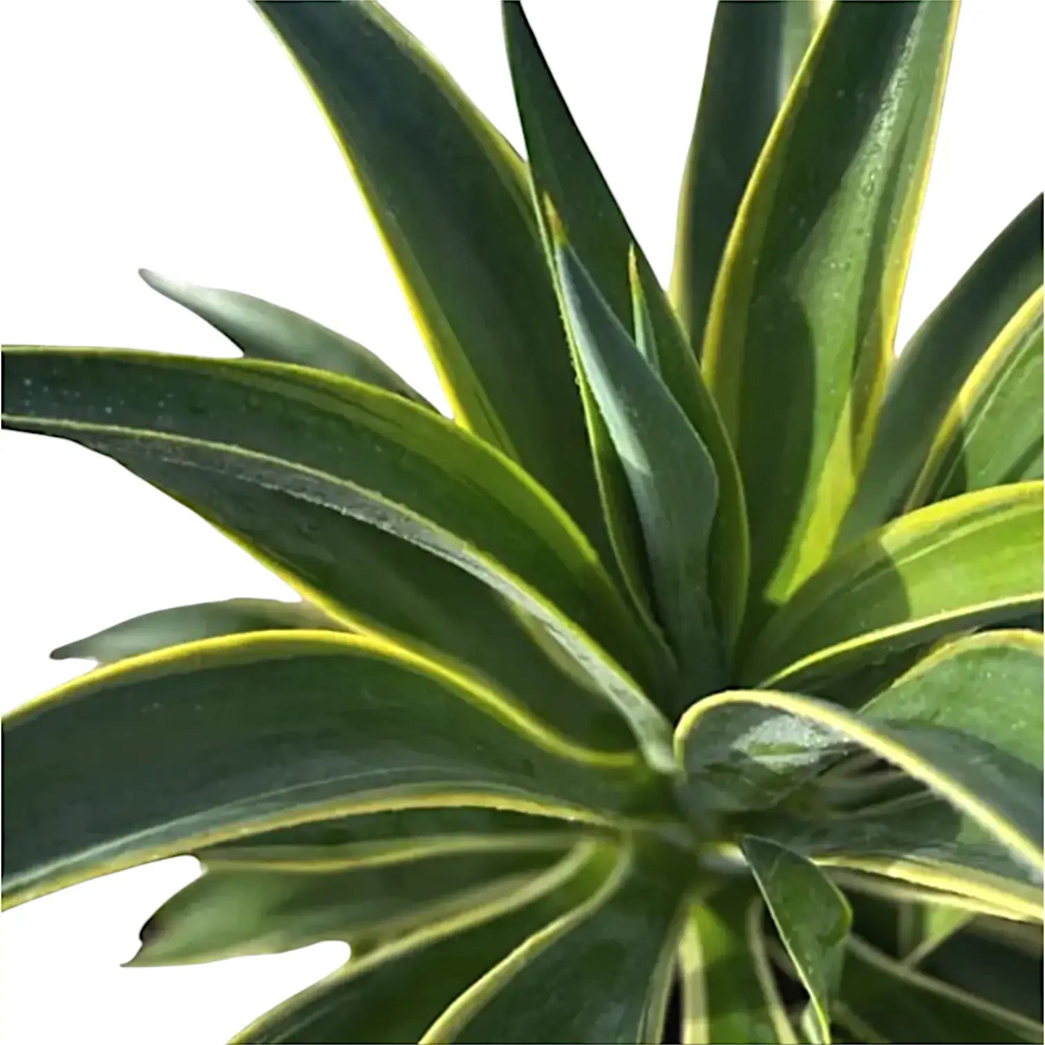 Nahaufnahme eines Blatts von Agave demeesteriana f. marginata vor weißem Hintergrund.