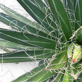 Agave filifera close-up of leaf on white background.