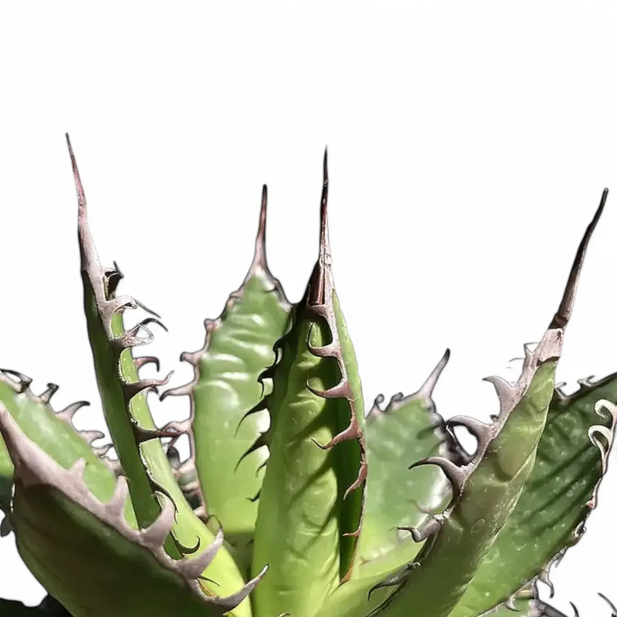 Agave horrida Toothed Rosette | Foliage Factory