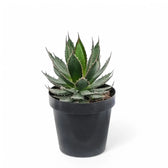 Agave horrida potted plant in nursery pot on white background.