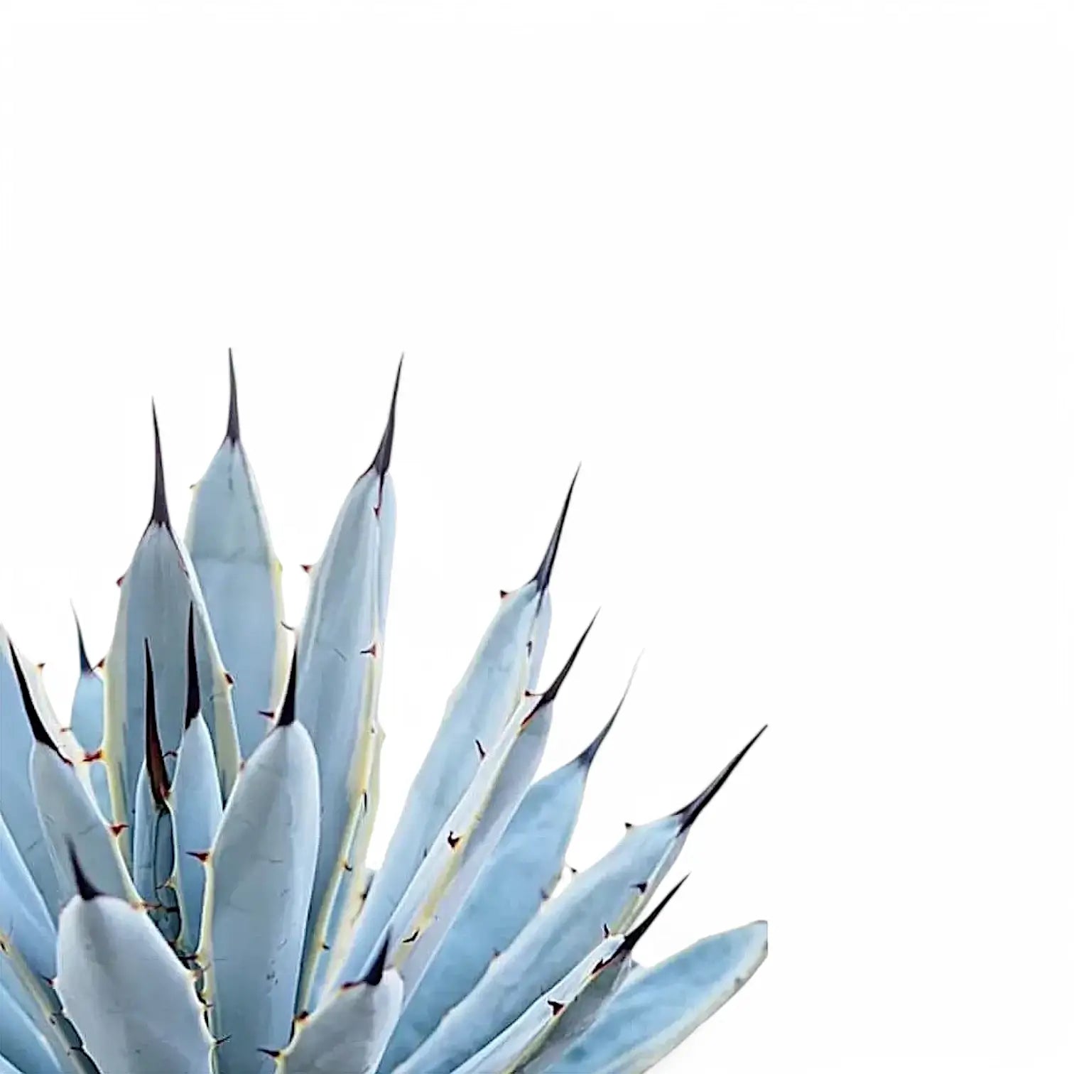 Agave macroacantha leaf close-up on white background.