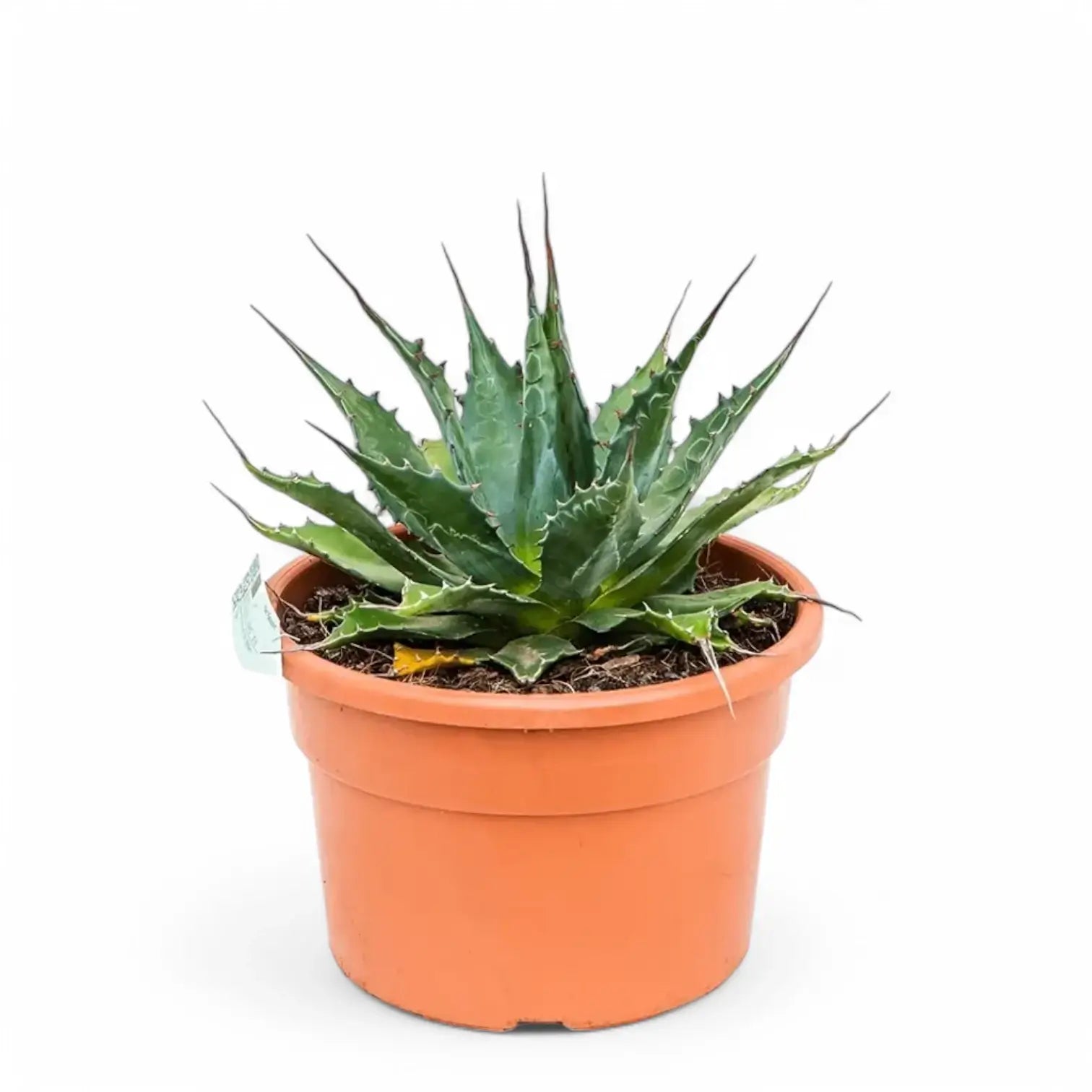 Agave montana potted plant in nursery pot on white background.