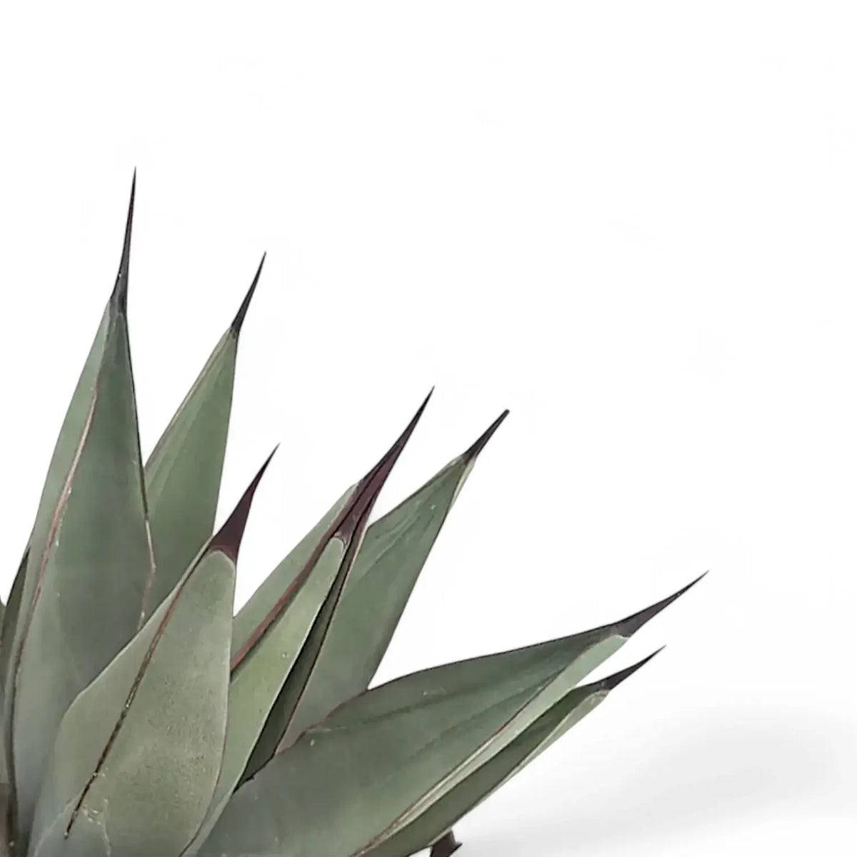 Agave 'Nigra' – Kontrast-Rosette