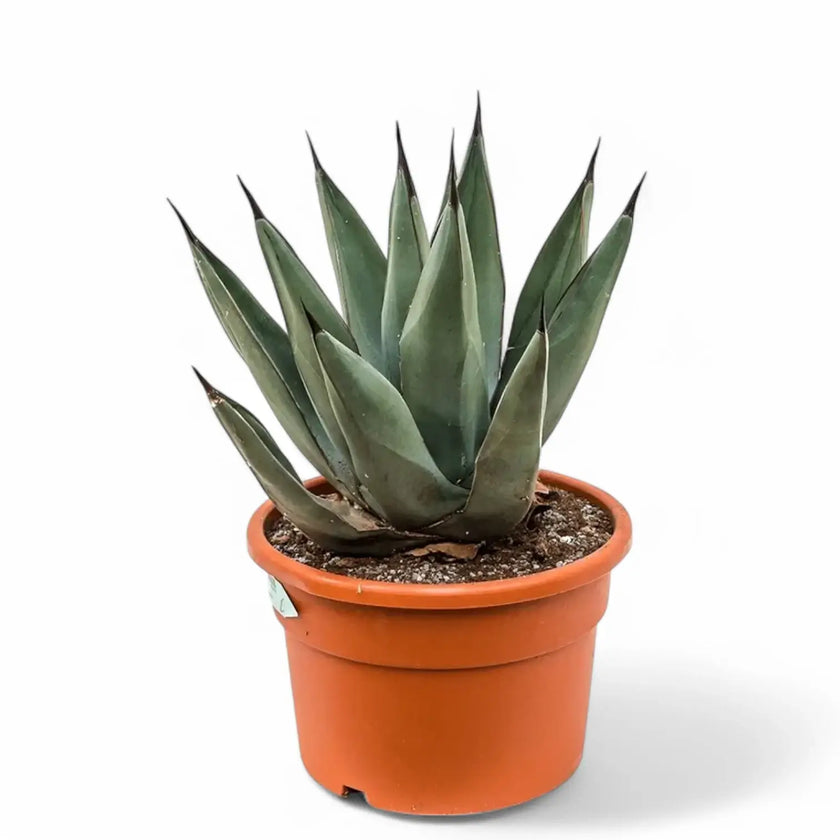 Agave 'Nigra' potted plant in nursery pot on white background.