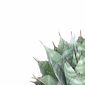 Agave parrasana leaf detail on white background.