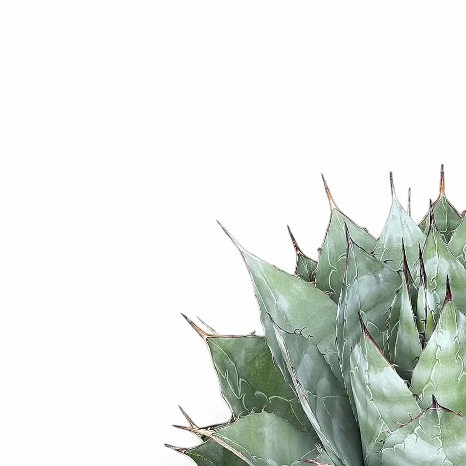 Agave parrasana leaf detail on white background.