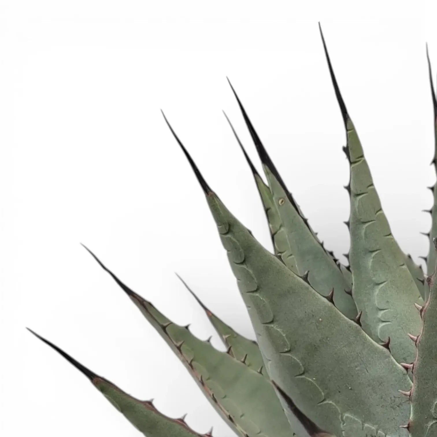 Agave neomexicana
