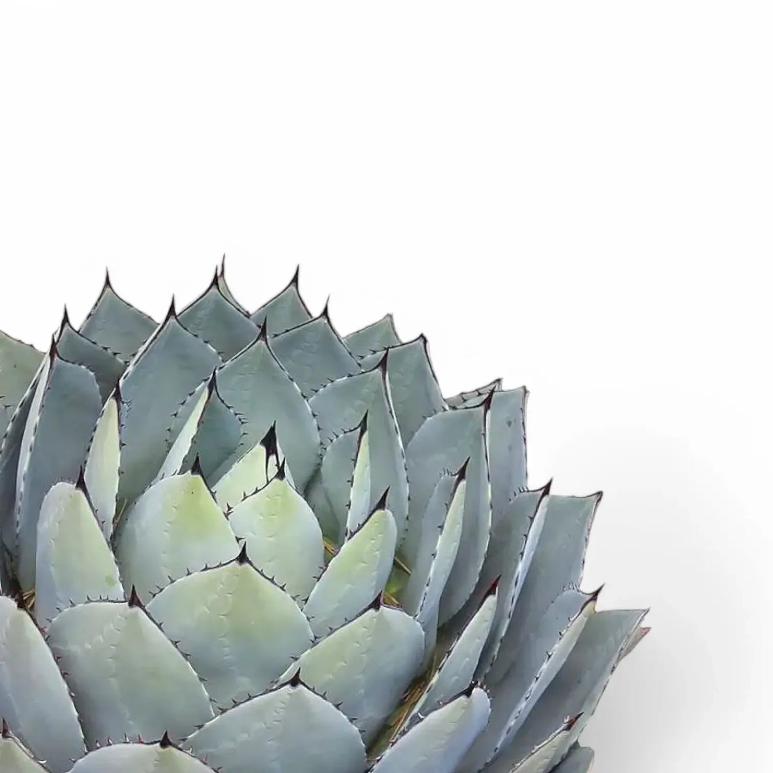 Agave parryi var. truncata （フレキシスピナ）213 Agave parryi var. truncata – Dwarf Blue Artichoke Agave