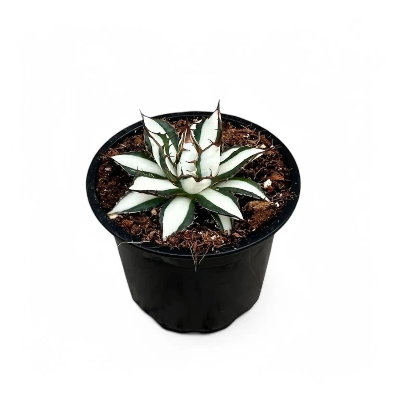 Agave 'Peace Revolution' potted plant in nursery pot on white background.