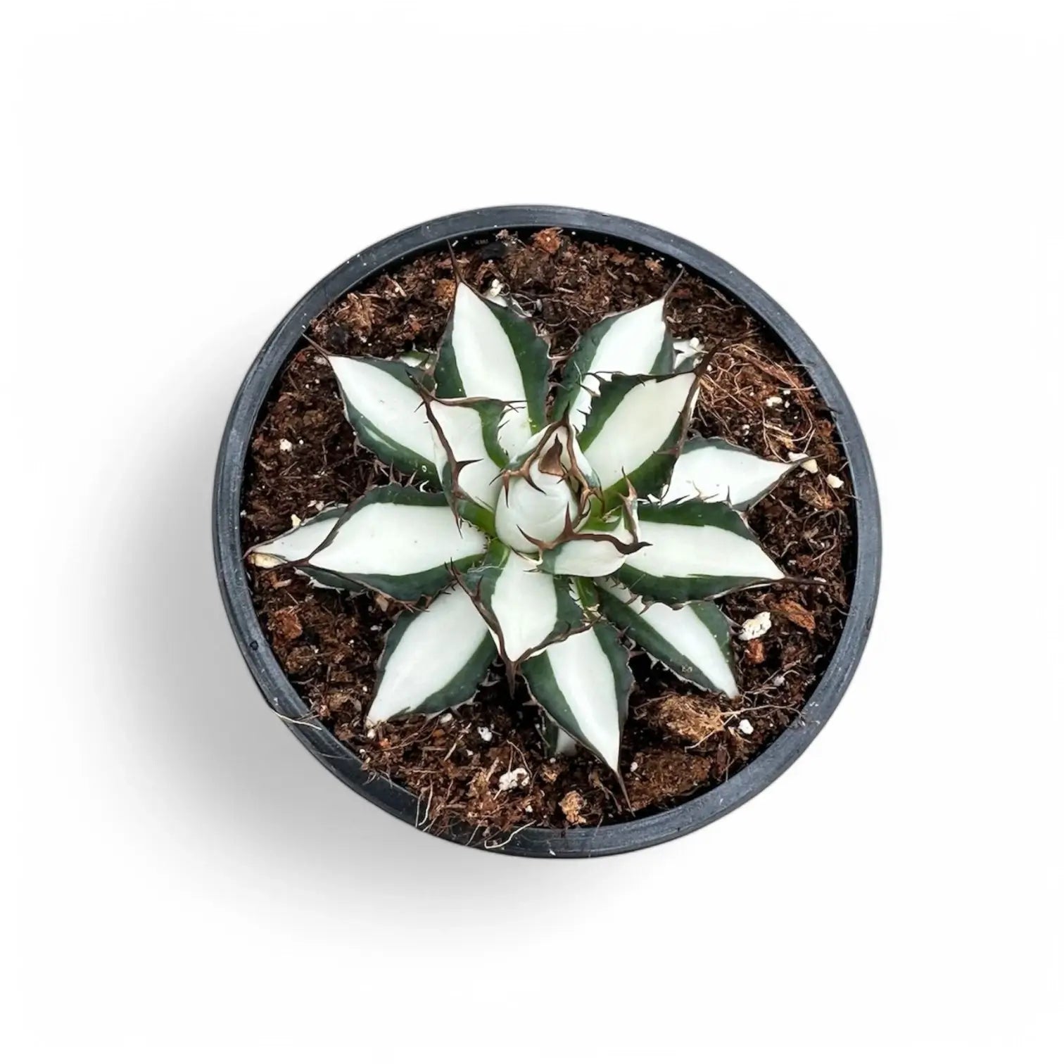 Agave 'Peace Revolution' potted plant in nursery pot on white background.