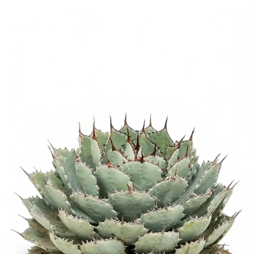 Agave potatorum f. compacta close-up of leaf on white background.