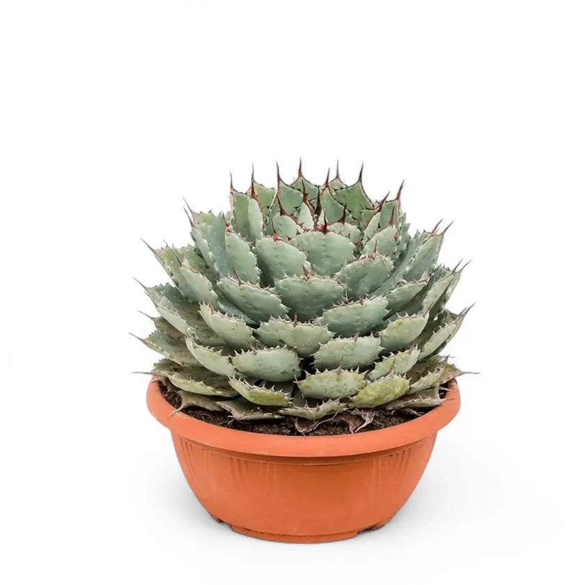 Agave potatorum f. compacta potted plant in nursery pot on white background.