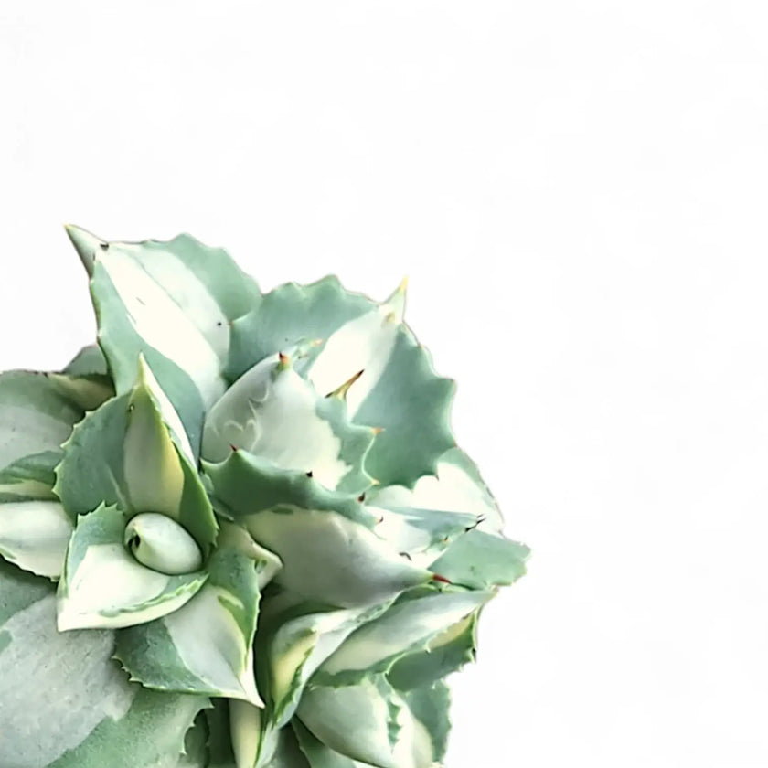 Agave potatorum ‘Ouhi-Raijin’ Variegata leaf detail on white background.