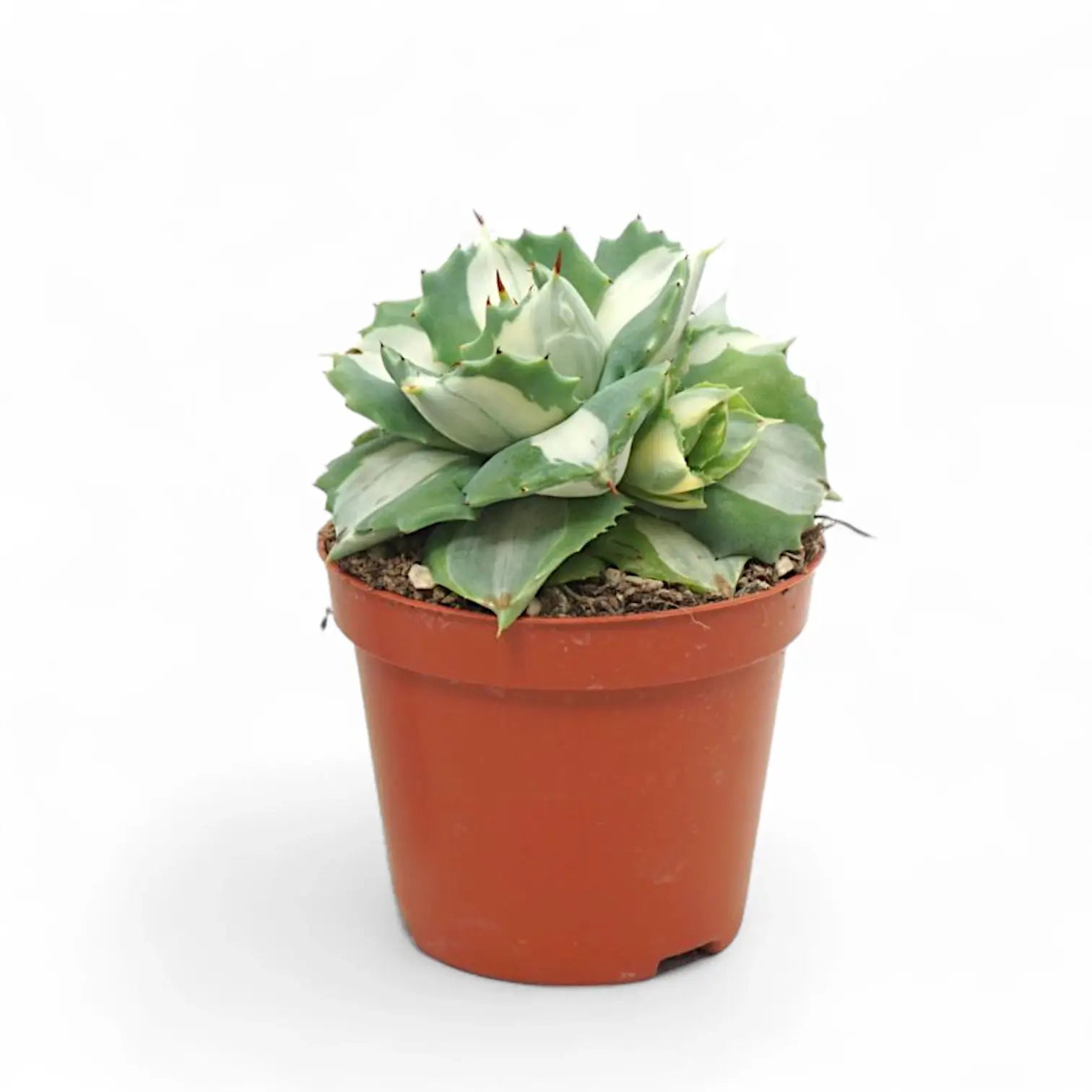 Agave potatorum ‘Ouhi-Raijin’ Variegata als Topfpflanze im Kulturtopf vor weißem Hintergrund, Produktfoto 2.