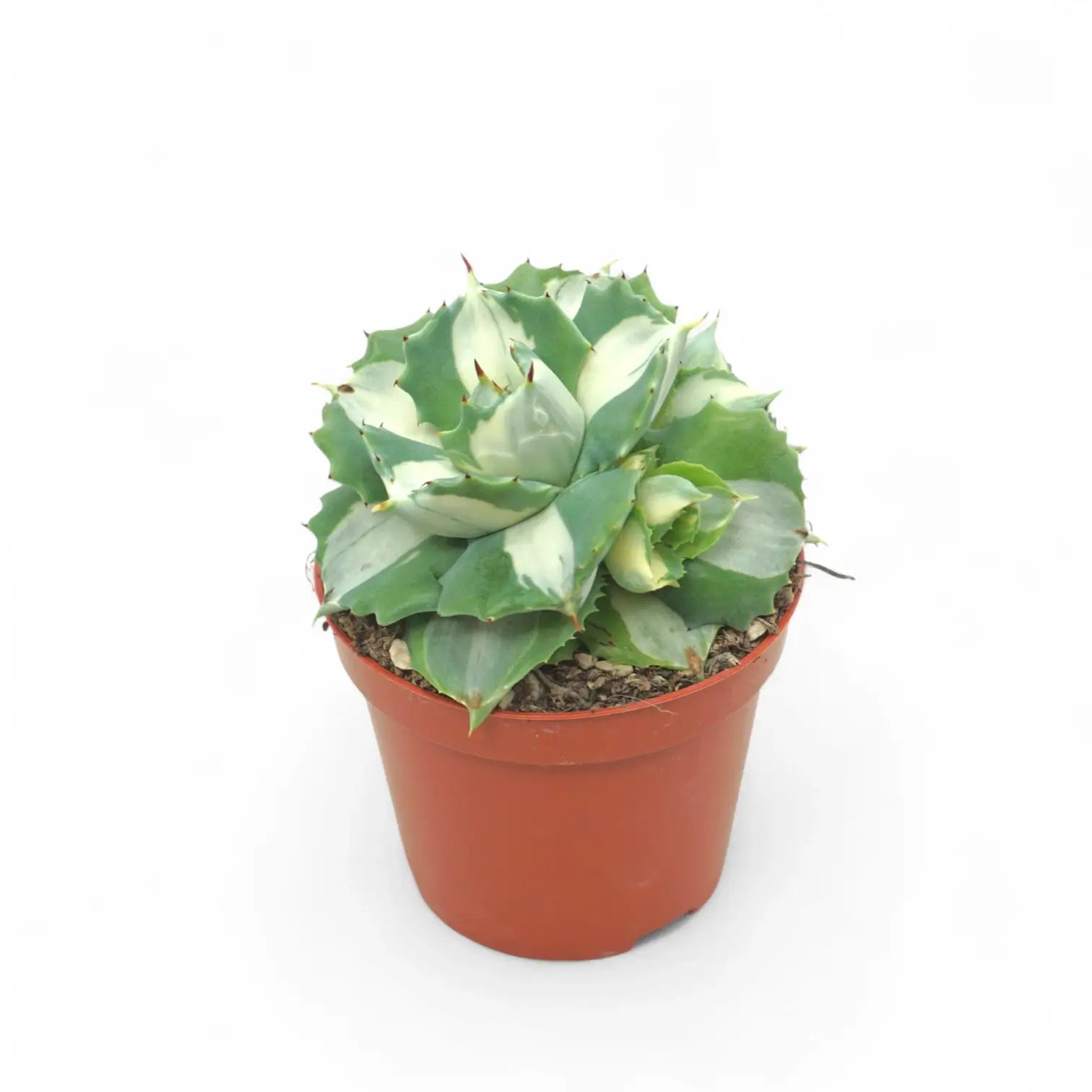 Agave potatorum ‘Ouhi-Raijin’ Variegata potted plant in nursery pot on white background.