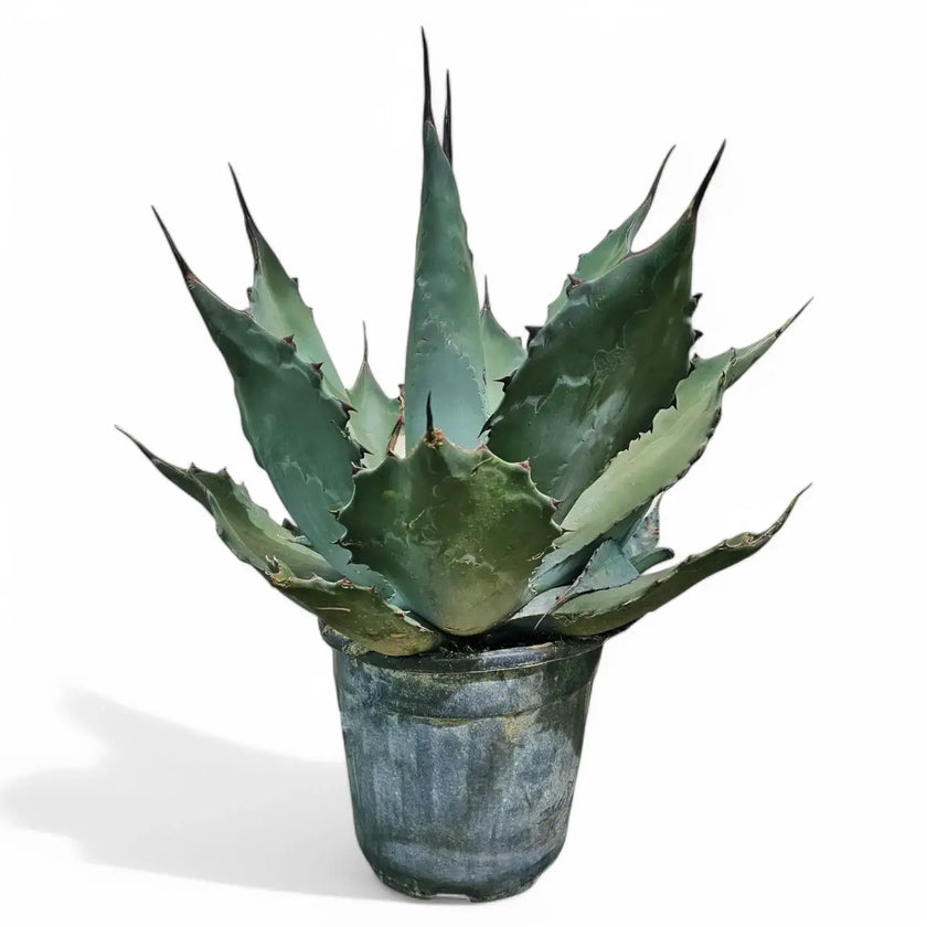 Agave salmiana var. ferox – Topfpflanze im Kulturtopf vor weißem Hintergrund, Produktfoto 2.