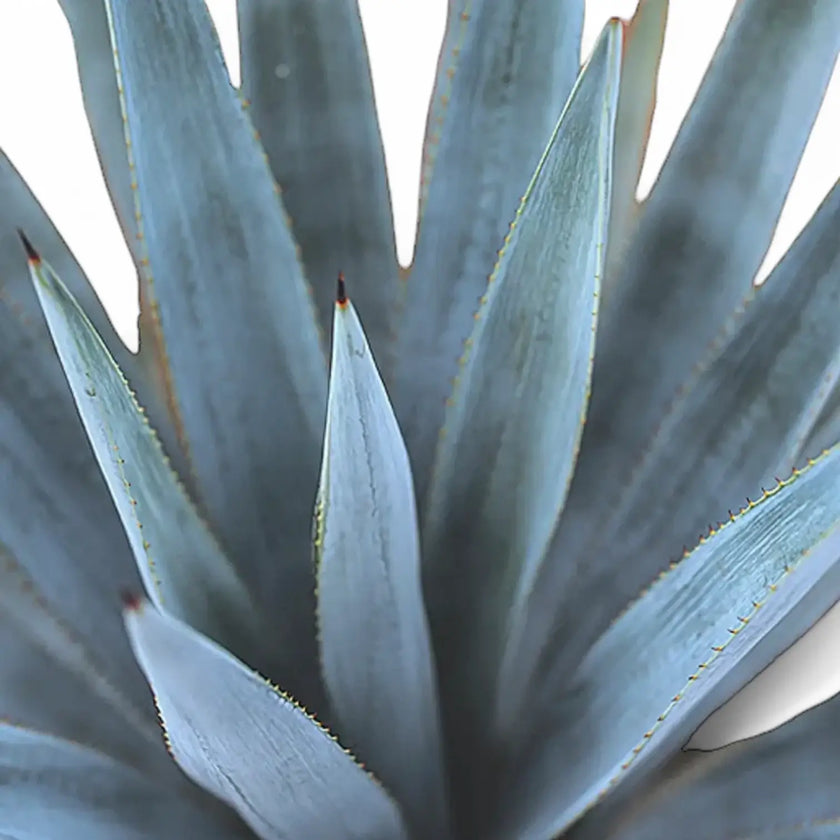 Agave tequilana – Blattdetail vor weißem Hintergrund..