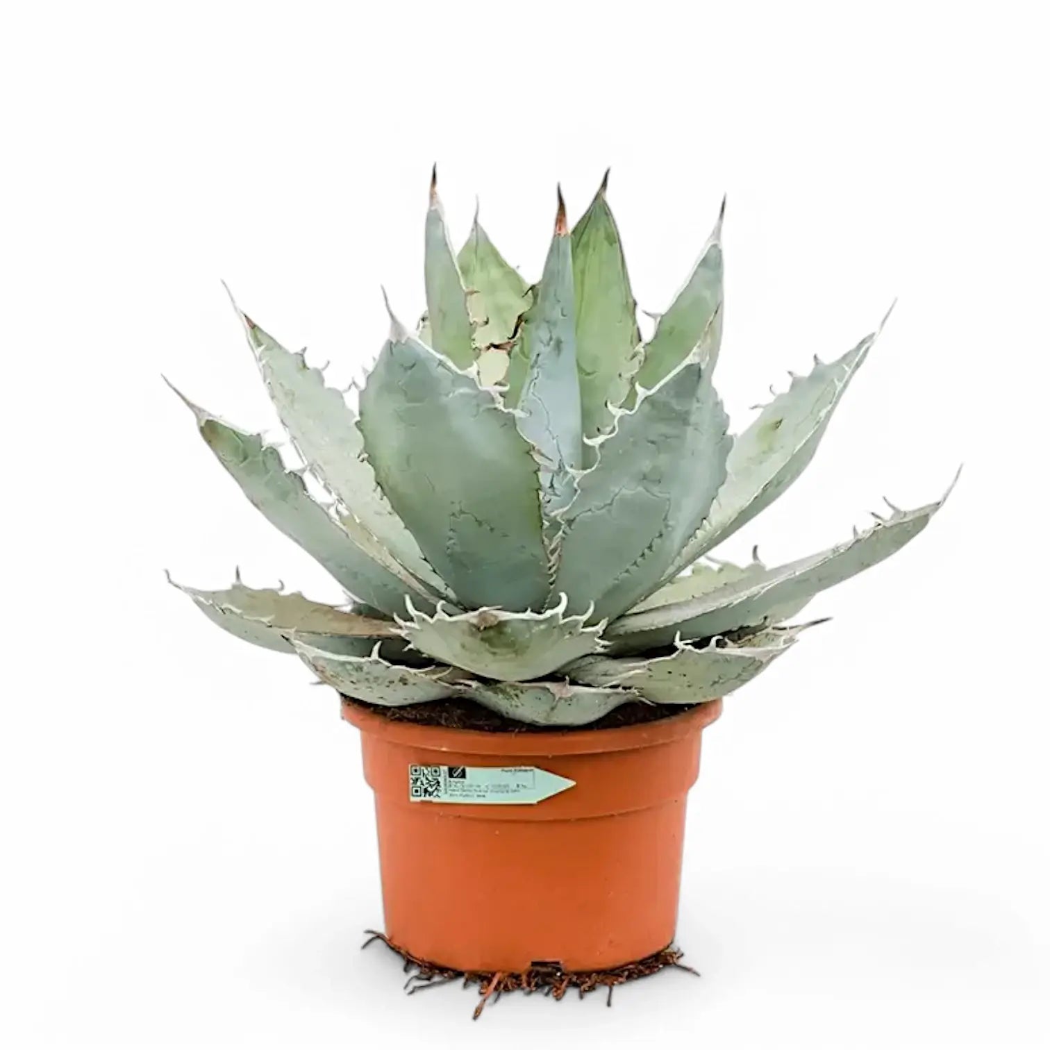 Agave titanota 'Blue Ice' potted plant in nursery pot on white background.