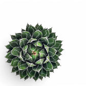 Agave victoriae-reginae – Blattdetail vor weißem Hintergrund..