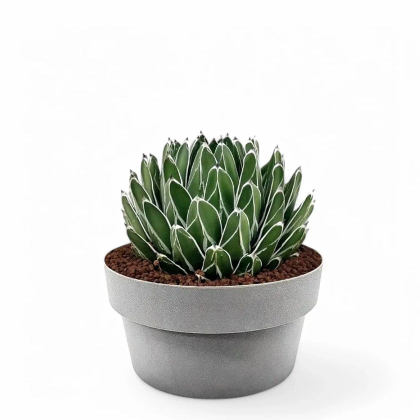 Agave victoriae-reginae potted plant in nursery pot on white background.