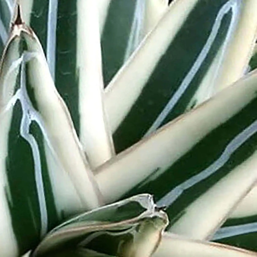 Agave victoriae-reginae 'Albomarginata' aka 'White Rhino' close-up of leaf on white background.