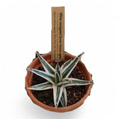 Agave victoriae-reginae 'Albomarginata' aka 'White Rhino' Zimmerpflanze im Anzuchttopf vor weißem Hintergrund, Produktfoto 2.