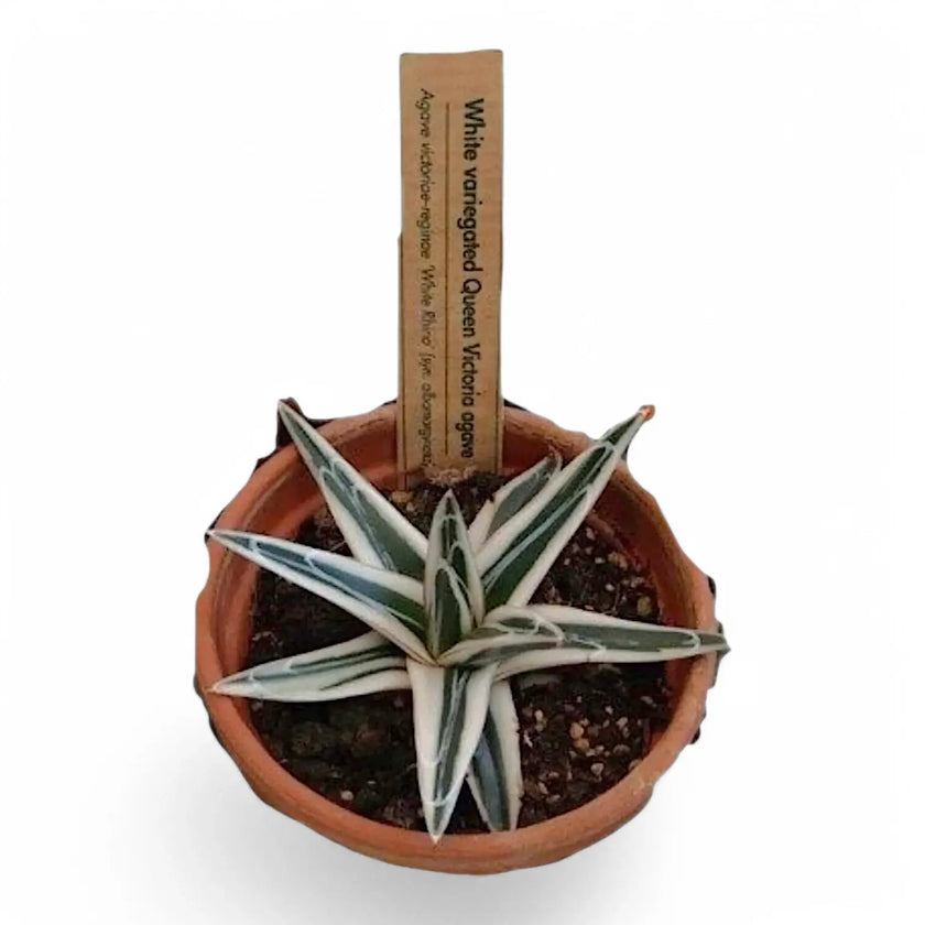 Agave victoriae-reginae 'Albomarginata' aka 'White Rhino' potted plant in nursery pot on white background.
