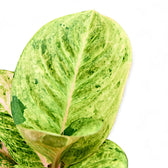 Nahaufnahme eines Blatts von Aglaonema 'Apple Fantasy' vor weißem Hintergrund.