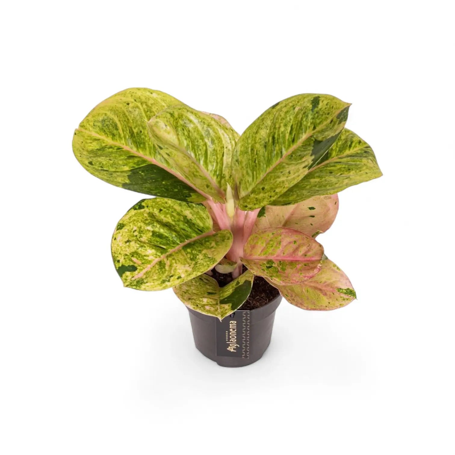 Aglaonema 'Apple Fantasy' – Topfpflanze im Kulturtopf vor weißem Hintergrund, Produktfoto 2.