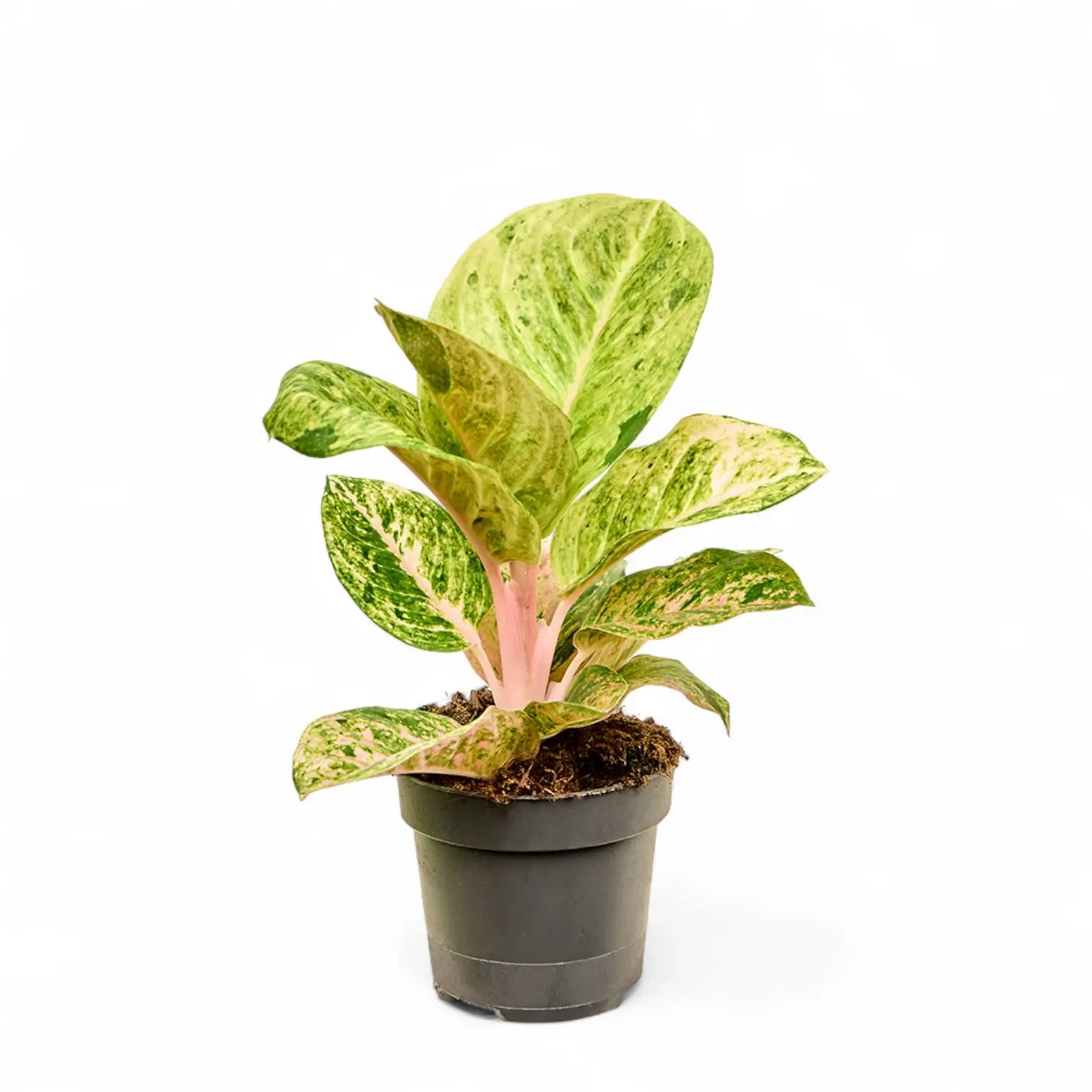 Aglaonema 'Apple Fantasy' – Topfpflanze im Kulturtopf vor weißem Hintergrund, Produktfoto 4.