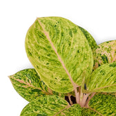 Nahaufnahme der Blätter von Aglaonema 'Apple Fantasy' mit cremefarbener Sprenkelung und zartrosa Mittelrippen