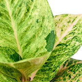 Detailaufnahme eines Blatts von Aglaonema 'Apple Fantasy' mit cremefarbener Zeichnung und himbeerrosa Blattadern