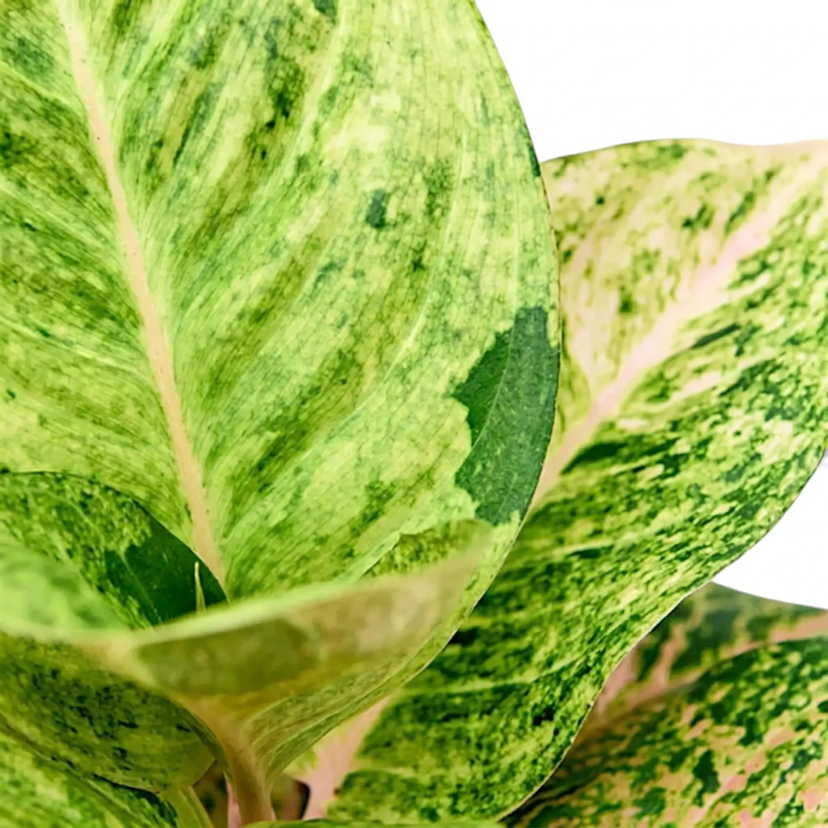 Detailaufnahme eines Blatts von Aglaonema 'Apple Fantasy' mit cremefarbener Zeichnung und himbeerrosa Blattadern