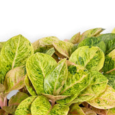 Detailaufnahme des Laubs von Aglaonema 'Apple Fantasy' mit cremefarbenen Sprenkeln und rosa Mittelrippen