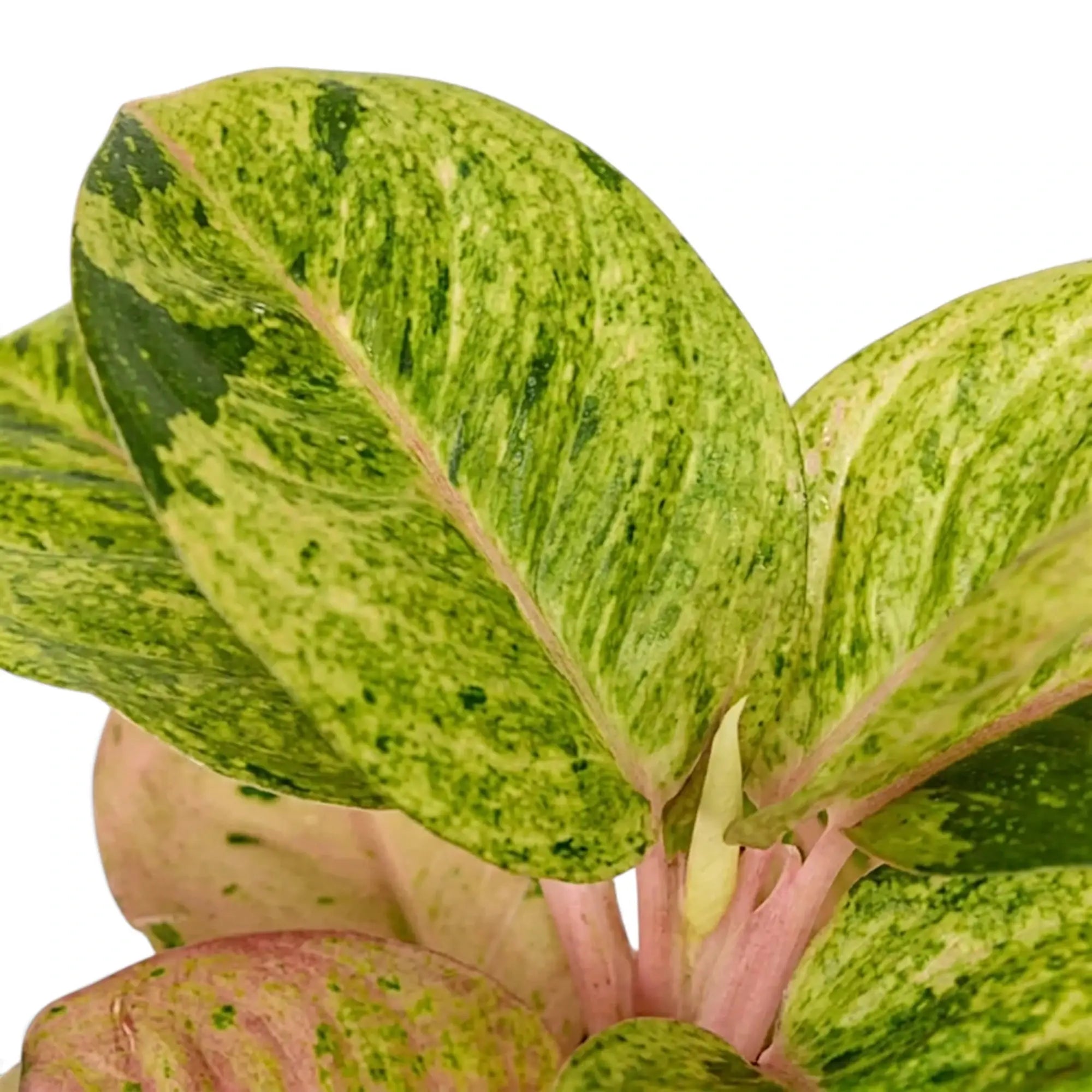 Nahaufnahme der grün, cremefarben und rosa gezeichneten Blätter von Aglaonema 'Apple Fantasy'