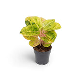 Aglaonema 'Apple Fantasy' mit grünen Blättern, cremefarbenen Sprenkeln und zartrosa Mittelrippen