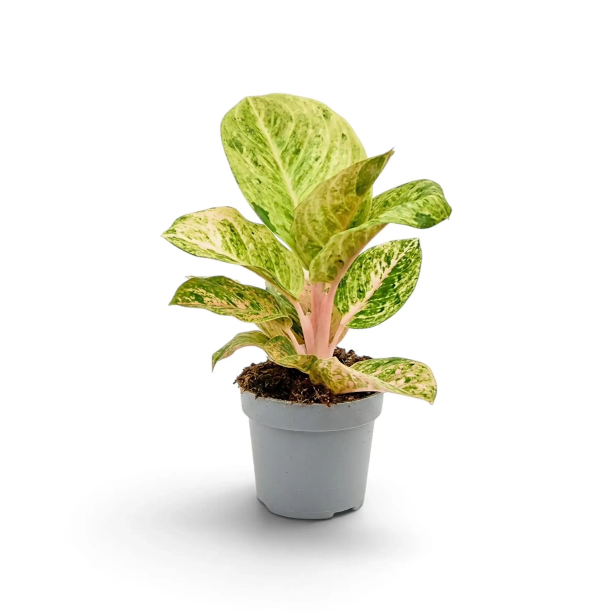 Aglaonema 'Apple Fantasy' im Topf mit breiten hellgrünen Blättern, cremefarbener Zeichnung und himbeerrosa Blattadern