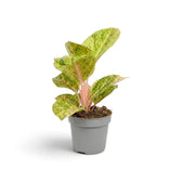 Gesamtansicht von Aglaonema 'Apple Fantasy' mit grünem Laub, cremefarbenen Sprenkeln und rosa Mittelrippen